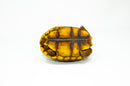 Yellow foot tortoise #2 (4-5 inch) (Chelonoidis denticulatus) UNSEXED #2