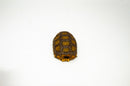 Yellow foot tortoise #2 (4-5 inch) (Chelonoidis denticulatus) UNSEXED #2