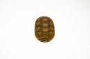 Yellow foot tortoise #2 (4-5 inch) (Chelonoidis denticulatus) UNSEXED #2