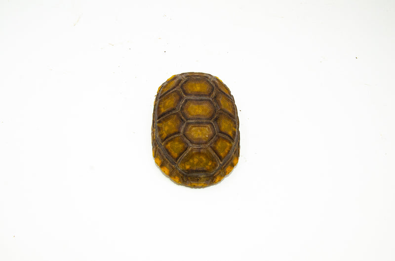 Yellow foot tortoise #2 (4-5 inch) (Chelonoidis denticulatus) UNSEXED #2
