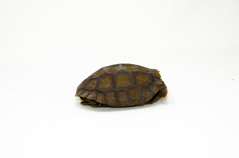 Burmese Brown Mountain Tortoise (4-5 inch) ( Manouria emys emys) -