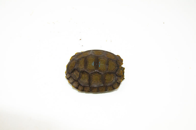 Burmese Brown Mountain Tortoise (4-5 inch) ( Manouria emys emys) -