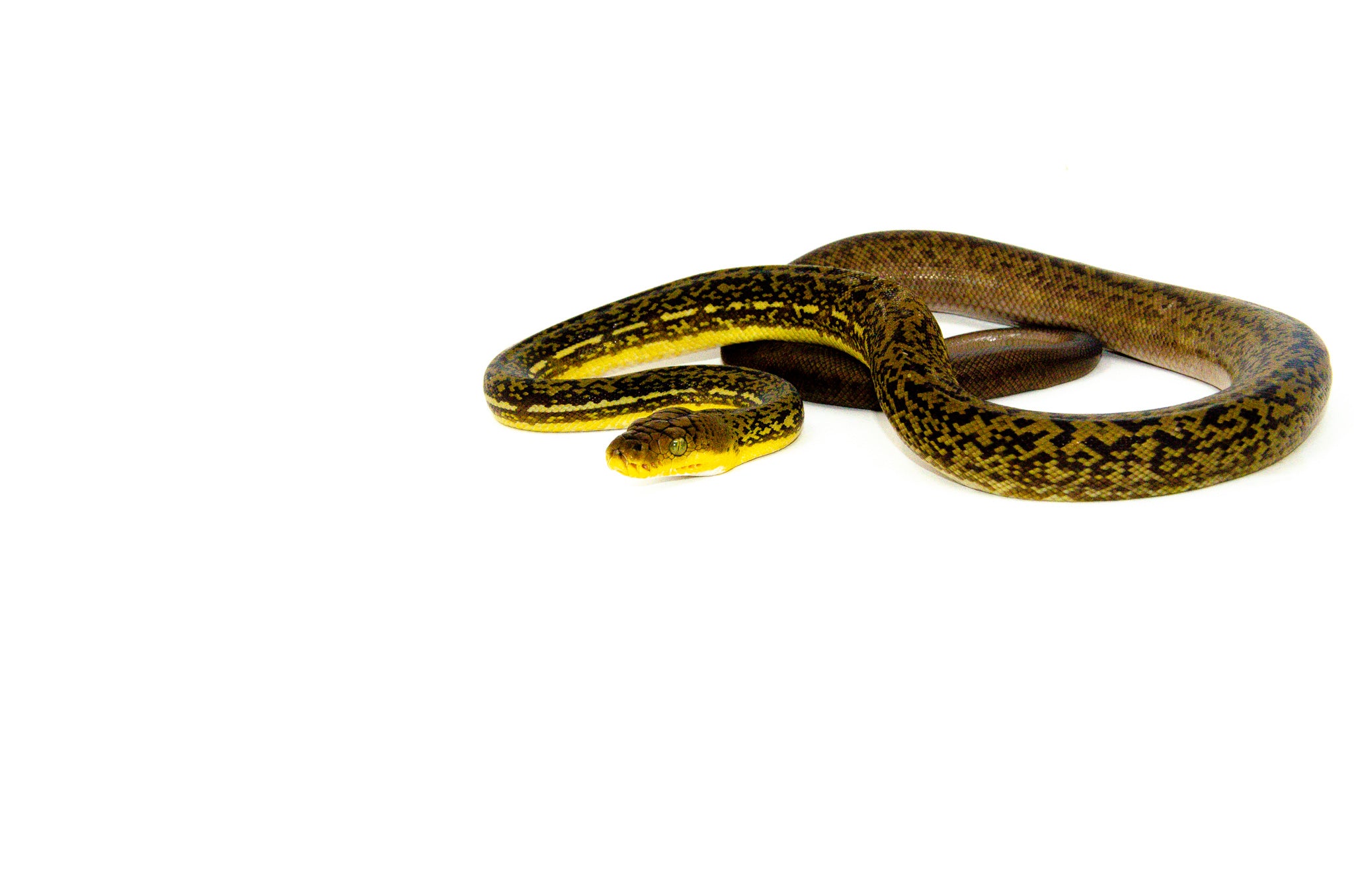 Timor Python For Sale | American Reptile Distributors