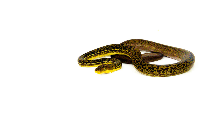 Timor Python Female (Malayopython timoriensis) - FEMALE 1