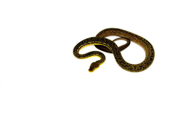 Timor Python Female (Malayopython timoriensis) - FEMALE 1