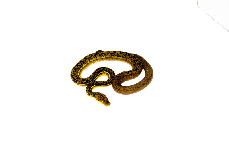 Timor Python Male (Malayopython timoriensis) - MALE 1
