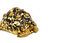 Leopard Tortoise Female 5 (9 inch) (Stigmochelys p. babcocki) -