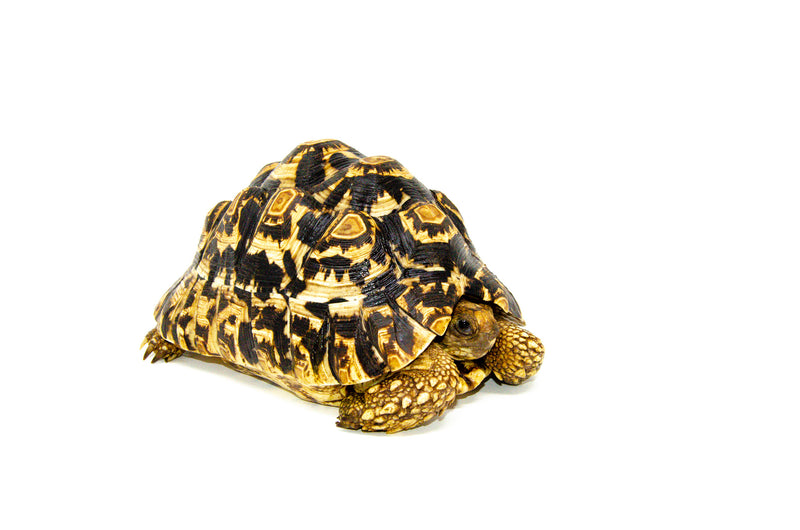 Leopard Tortoise Female 5 (9 inch) (Stigmochelys p. babcocki) -