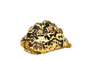 Leopard Tortoise Female 5 (9 inch) (Stigmochelys p. babcocki) -