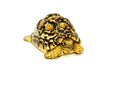 Leopard Tortoise Female 4 (6-7inch) (Stigmochelys p. babcocki)