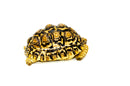 Leopard Tortoise Female 4 (6-7inch) (Stigmochelys p. babcocki)