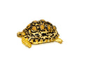 Leopard Tortoise Female 4 (6-7inch) (Stigmochelys p. babcocki)