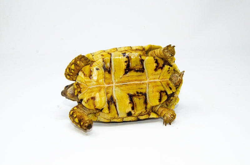 Leopard Tortoise Female 4 (6-7inch) (Stigmochelys p. babcocki)