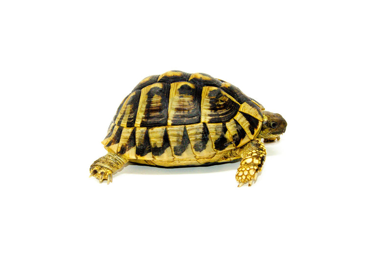 Eastern Hermann's Tortoise Adults (Testudo hermanni boettgeri)