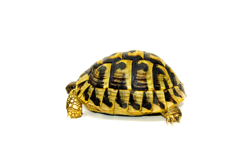 Eastern Hermann's Tortoise Adult (6-7 inch) Female 1 -