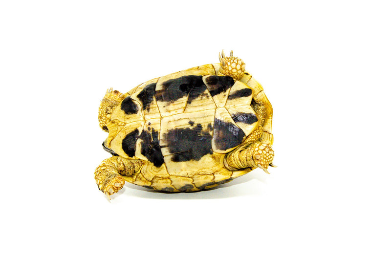 Eastern Hermann's Tortoise Adults (Testudo hermanni boettgeri)