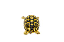 Eastern Hermann's Tortoise Adult (6-7 inch) Female 1 -