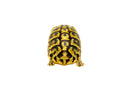 Eastern Hermann's Tortoise Adult (6-7 inch) Female 1 -