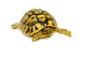 Eastern Hermann's Tortoise Adult (6-7 inch) Female 2 -