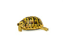 Eastern Hermann's Tortoise Adult (6-7 inch) Female 2 -