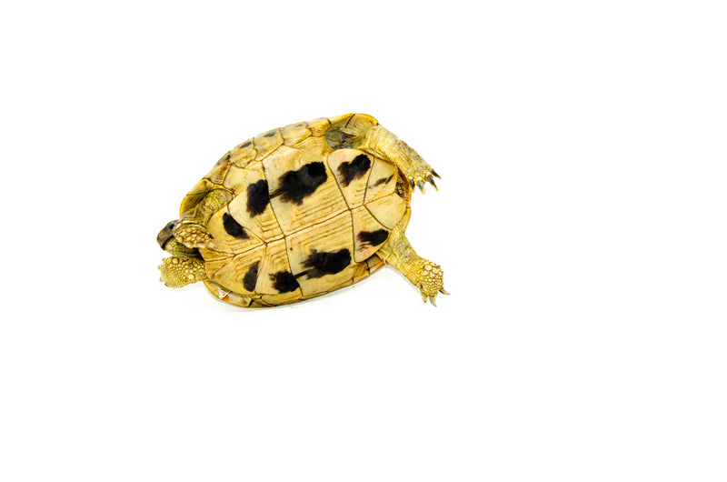 Eastern Hermann's Tortoise Adult (6-7 inch) Female 2 -