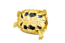 Eastern Hermann's Tortoise Adult (6-7 inch) Female 2 -