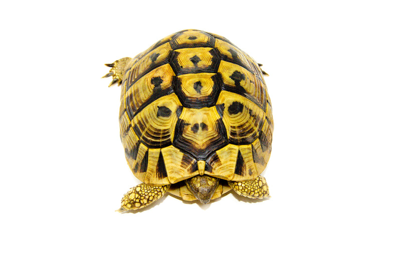 Eastern Hermann's Tortoise Adult (6-7 inch) Female 2 -