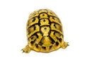 Eastern Hermann's Tortoise Adult (6-7 inch) Female 2 -