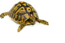 Eastern Hermann's Tortoise Adult (6-7 inch) Female 3 -