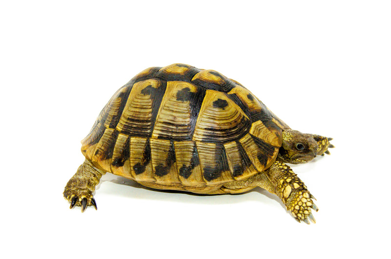 Eastern Hermann's Tortoise Adult (6-7 inch) Female 3 -