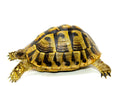 Eastern Hermann's Tortoise Adult (6-7 inch) Female 3 -