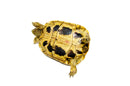 Eastern Hermann's Tortoise Adult (6-7 inch) Female 3 -