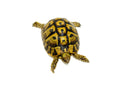 Eastern Hermann's Tortoise Adult (6-7 inch) Female 3 -
