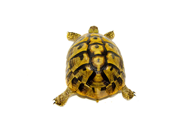 Eastern Hermann's Tortoise Adult (6-7 inch) Female 3 -