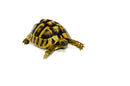 Eastern Hermann's Tortoise Adult (6-7 inch) Female 4 -