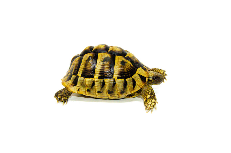 Eastern Hermann's Tortoise Adult (6-7 inch) Female 4 -
