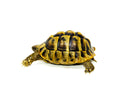 Eastern Hermann's Tortoise Adult (6-7 inch) Female 4 -
