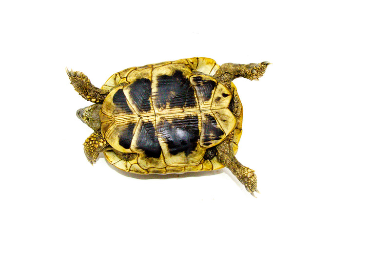 Eastern Hermann's Tortoise Adult (6-7 inch) Female 4 -