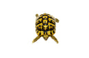 Eastern Hermann's Tortoise Adult (6-7 inch) Female 4 -