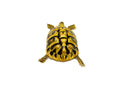 Eastern Hermann's Tortoise Adult (6-7 inch) Female 4 -