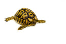 Eastern Hermann's Tortoise Adult (6-7 inch) Female 5 -