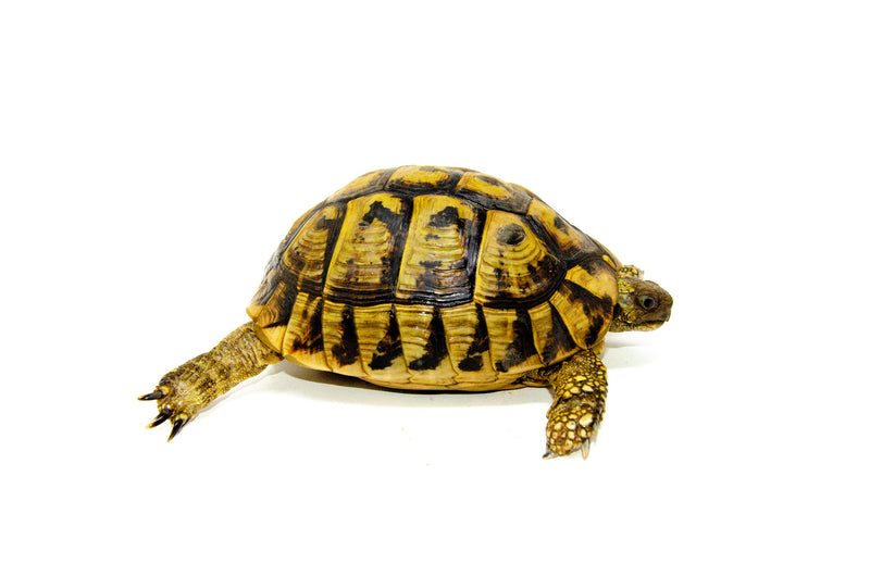 Eastern Hermann's Tortoise Adult (6-7 inch) Female 5 -