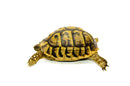 Eastern Hermann's Tortoise Adult (6-7 inch) Female 5 -