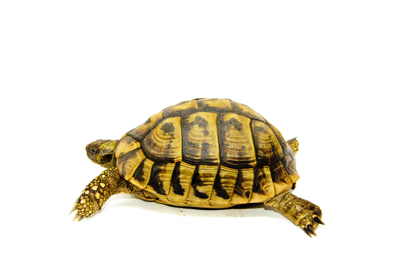 Eastern Hermann's Tortoise Adult (6-7 inch) Female 5 -