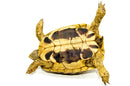 Eastern Hermann's Tortoise Adult (6-7 inch) Female 5 -