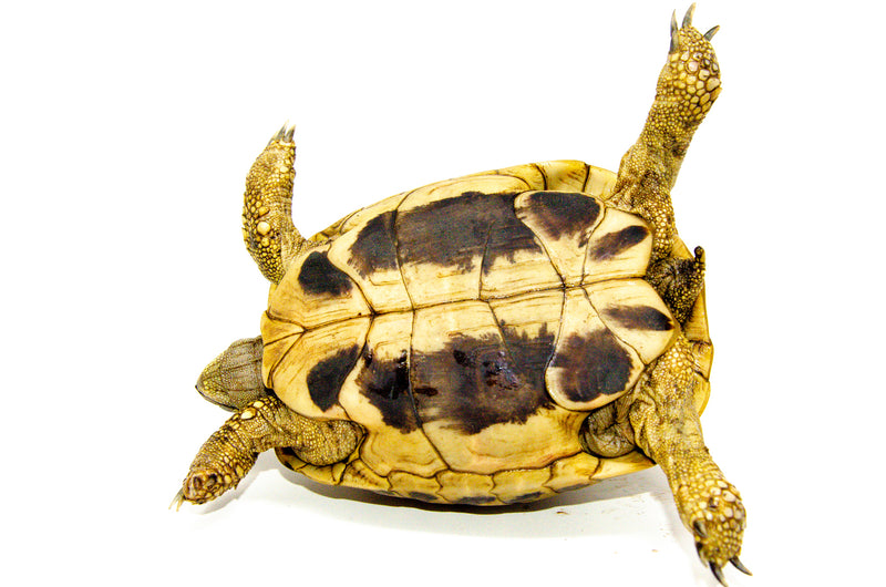 Eastern Hermann's Tortoise Adult (6-7 inch) Female 5 -