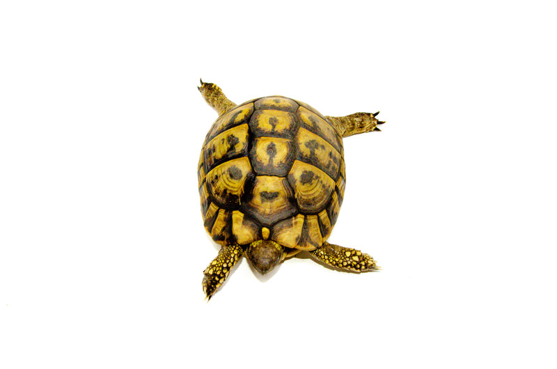 Eastern Hermann's Tortoise Adult (6-7 inch) Female 5 -