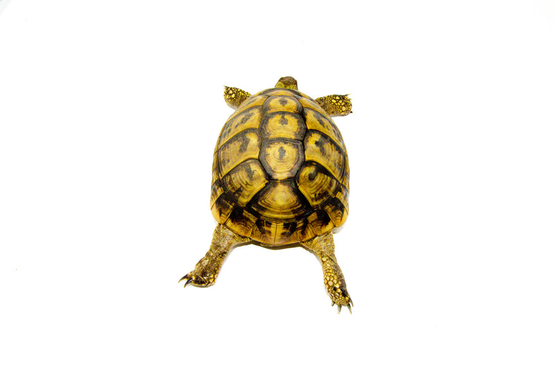 Eastern Hermann's Tortoise Adult (6-7 inch) Female 5 -