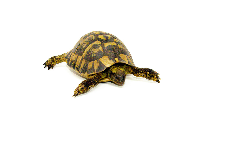 Eastern Hermann's Tortoise Adult (6-7 inch) Male 1 -