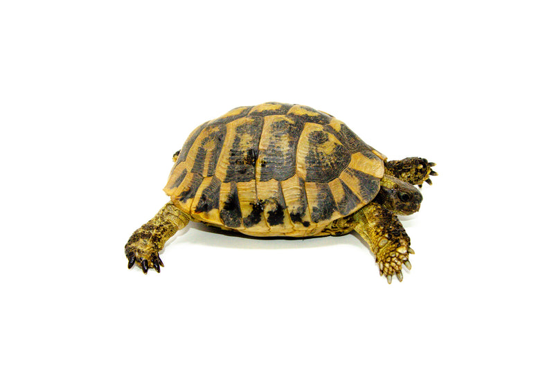 Eastern Hermann's Tortoise Adult (6-7 inch) Male 1 -